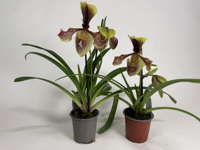 Paphiopedilum villosum 'laichanense' 2er Sparset (in Knospe/Blüte)